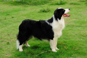 娱乐吃瓜酱牧羊犬,揭秘牧羊犬背后的故事