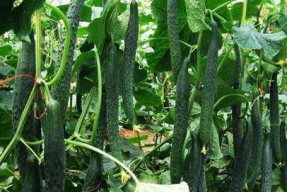 一枝花娱乐吃瓜,揭秘娱乐圈吃瓜背后的真相