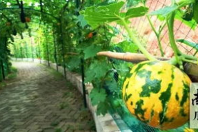 娱乐吃瓜摸鱼,吃瓜、摸鱼与社交新风尚