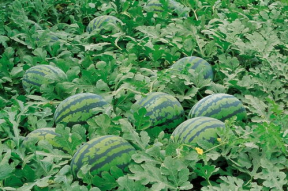 718娱乐吃瓜入口,揭秘娱乐圈最新热点与幕后故事