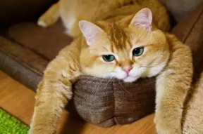 娱乐吃瓜酱橘猫,橘猫视角下的娱乐圈吃瓜风云