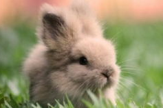 兔子吃瓜娱乐,揭秘娱乐圈热点事件与网红八卦